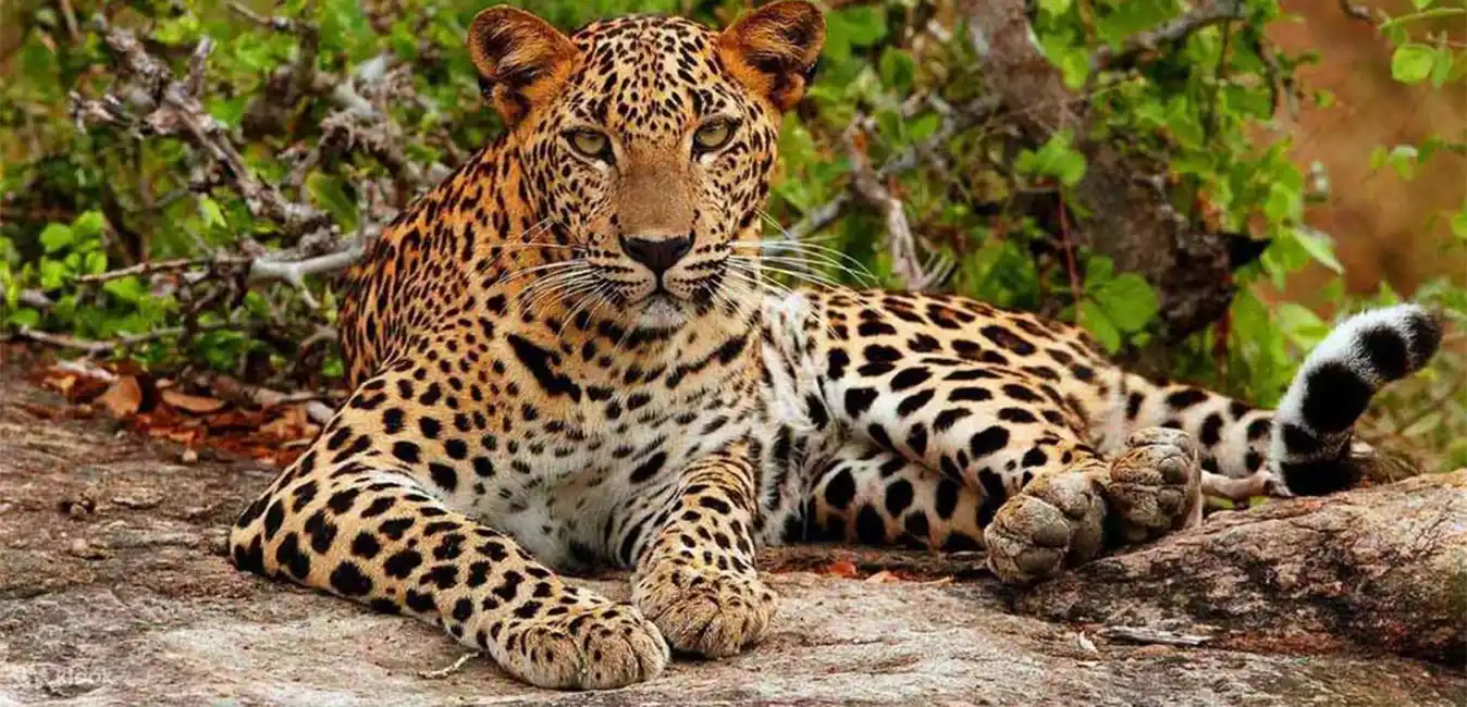 Wilpattu National Park